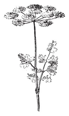 Frenk maydanozu, vintage oyma.