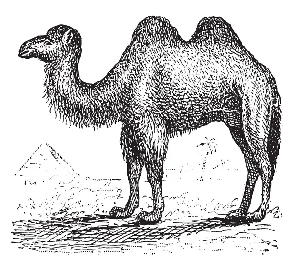 Camel, gravura vintage . — Vetor de Stock