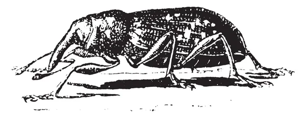 Долгоносик, Hylesinus abietis, винтажная гравировка . — стоковый вектор