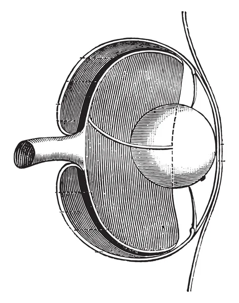 Details of the eye of the fish, vintage engraving. — ストックベクタ