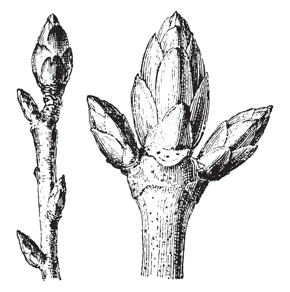 Buds, vintage engraving. — Stockvector