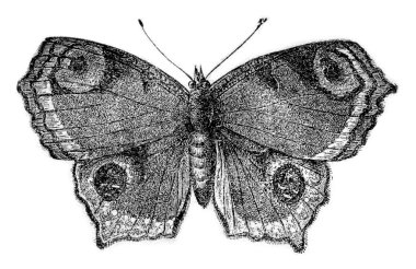 The lo Vanesse, vintage engraving.