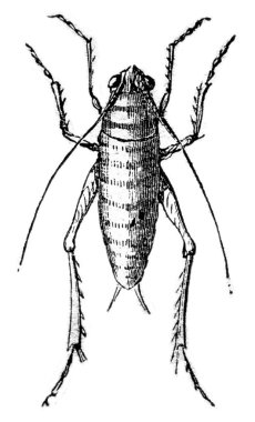 Yeşil çekirge, larva vintage oyma.