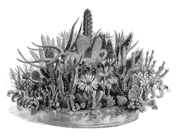 A basket of succulents, vintage engraving. — Stock Photo, Image