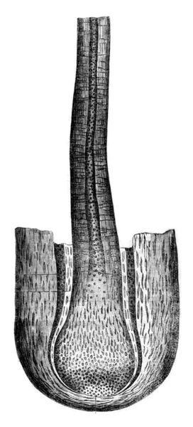 그 내용의 모낭, 빈티지 인그레이빙. — 스톡 사진