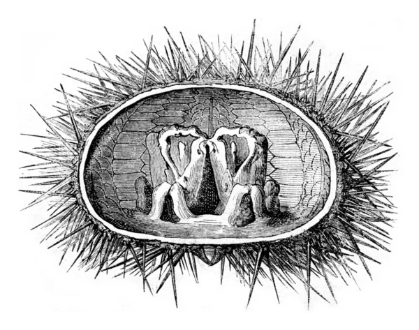 Секция ядовитого ежа, показывающая фонарь Аристотеля, винтаж — стоковое фото