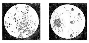 Fig 2. A bacterium (Bacterium termo), Fig 3. monads (Monas lens) clipart
