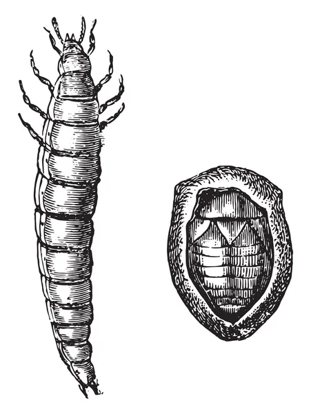 Fico n. 3- Larva di scarabeo dorato, Fico n. 4- Ninfa rosa dorata sfregamento — Vettoriale Stock