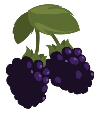 Blackberry meyvesi, illüstrasyon, beyaz arkaplanda vektör.