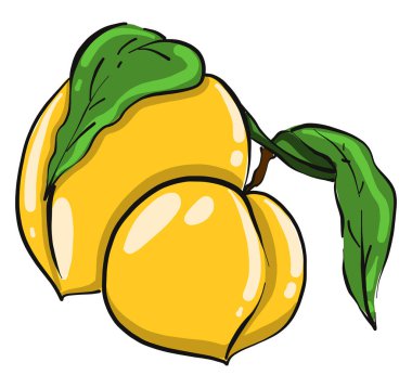 Sarı kayısı, illüstrasyon, beyaz arkaplanda vektör