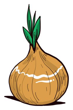 Taze soğan, illüstrasyon, beyaz arkaplanda vektör