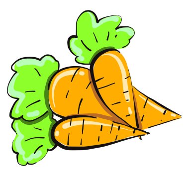 Beyaz zemin üzerinde üç havuç, illüstrasyon, vektör