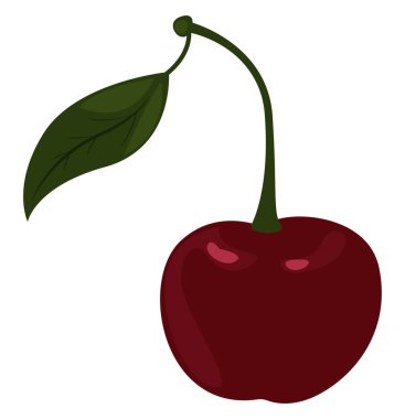 Koyu kırmızı kiraz, illüstrasyon, beyaz arkaplanda vektör