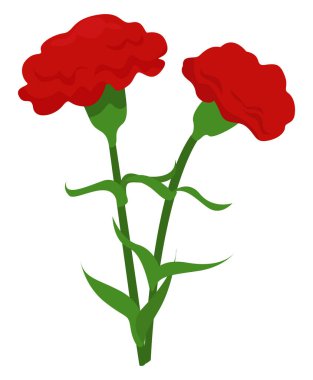 Dianthus çiçeği, illüstrasyon, beyaz arkaplan üzerindeki vektör