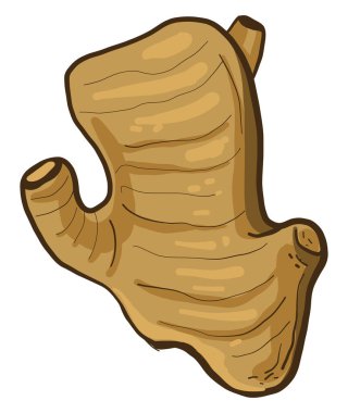 İlginç zencefil, illüstrasyon, beyaz arkaplan vektörü