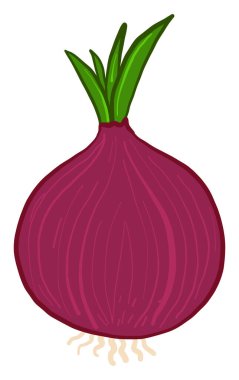 Kırmızı soğan, illüstrasyon, beyaz arkaplanda vektör