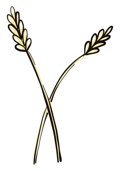 Пшениця Ілюстрація Вектор Білому Тлі — стоковий вектор
