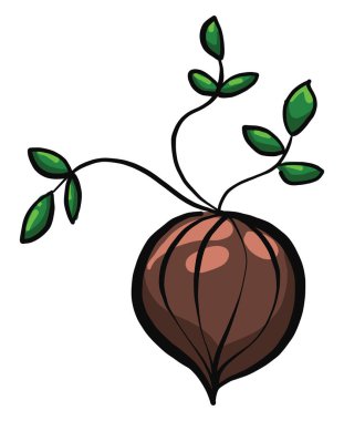 Beyaz arkaplanda soğan, illüstrasyon, vektör.