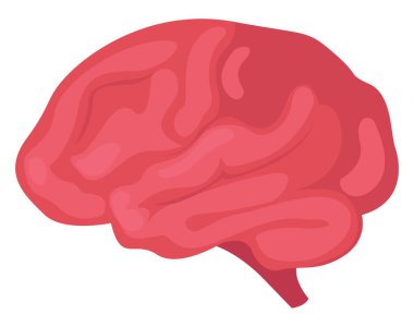 İnsan beyni, illüstrasyon, beyaz arka plandaki vektör..