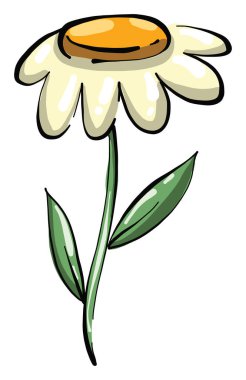 Beyaz papatya çayı, illüstrasyon, beyaz arkaplanda vektör.