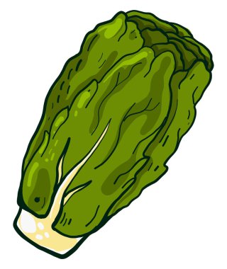 Taze marul, illüstrasyon, beyaz arkaplanda vektör.