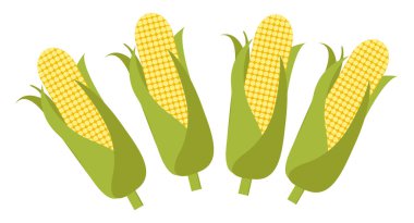 Mısır koçanları, illüstrasyon, beyaz arkaplandaki vektör.