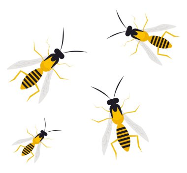 Beyaz arka planda büyük eşekarısı, illüstrasyon, vektör.