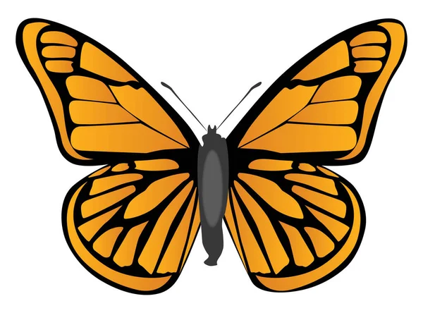 Mariposa Naranja Ilustración Vector Sobre Fondo Blanco — Vector de stock