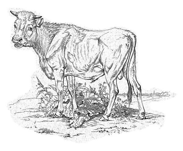 Bull Left Plants His Legs — Stock Photo, Image