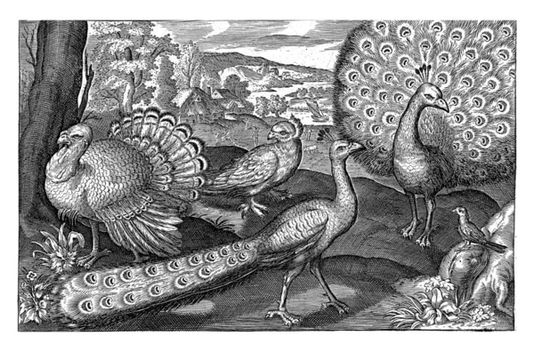 Five Birds Including Spoonbills Nicolaes Bruyn — Foto Stock