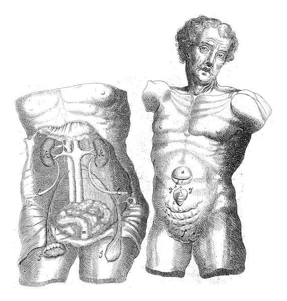 Anatomical Study Two Hulls Wilhelmus Ten Rhijne 1670 1672 — 스톡 사진