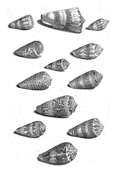 Twelve Shells Different Snail Species All Shown Same Direction — Zdjęcie stockowe