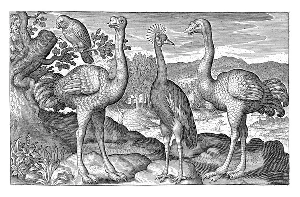 Crowned Crane Two Ostriches Nicolaes Bruyn — Fotografia de Stock