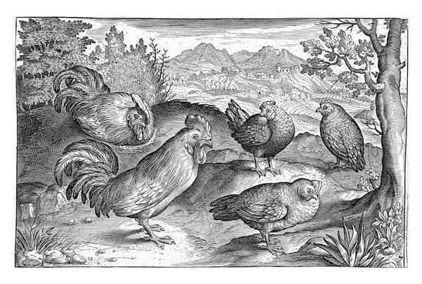Three Hens Two Roosters Nicolaes Bruyn —  Fotos de Stock