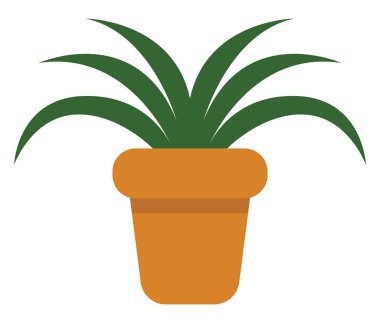 Tencerede örümcek bitkisi, simge illüstrasyonu, beyaz arkaplanda vektör