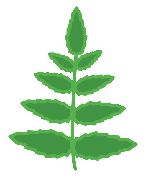 绿色的叶子 白色背景 — 图库矢量图片