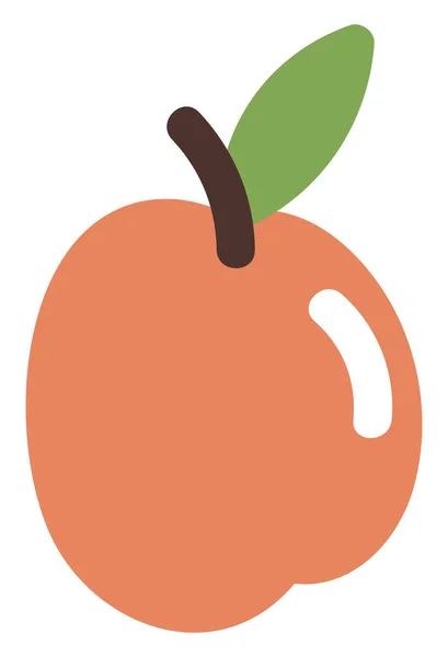 Orange Aprikos Illustration Vektor Vit Bakgrund — Stock vektor
