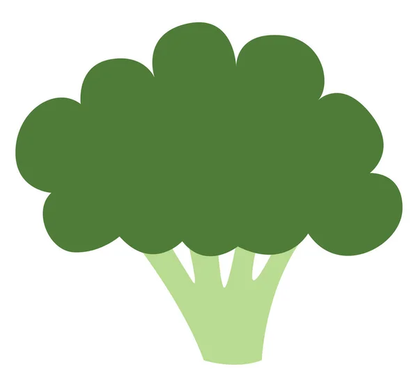 Grön Broccoli Illustration Vektor Vit Bakgrund — Stock vektor