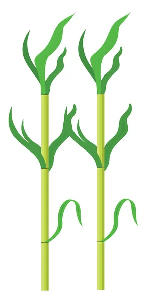 Green Sugarcane Illustration Vector White Background — Stock Vector