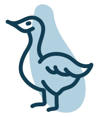 Evcil ördek, illüstrasyon, vektör, beyaz arka planda..