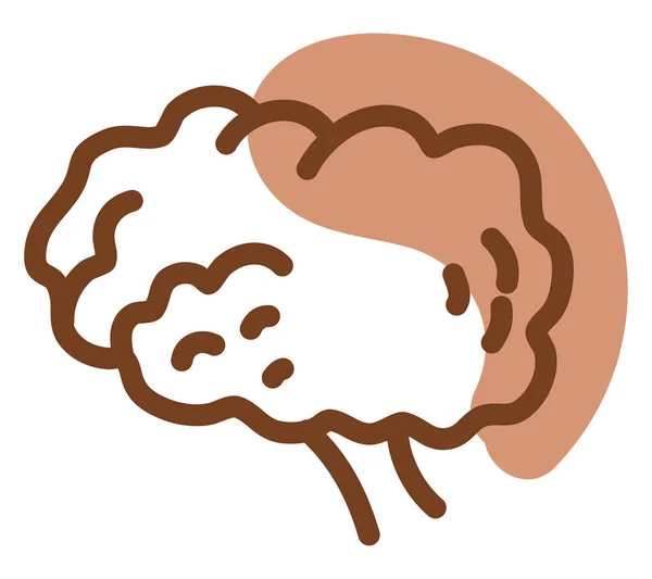 Menselijke Hersenen Illustratie Vector Een Witte Achtergrond — Stockvector
