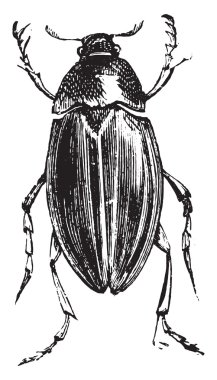 Hydrophile, vintage gravür.