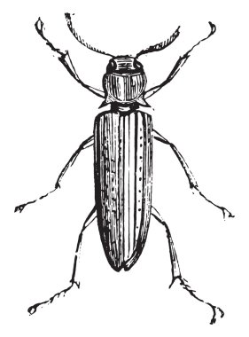 Melasis, vintage oyma.