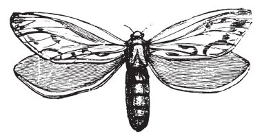 Hepialidae, vintage oyma.