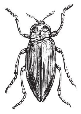 Buprestis, vintage engraving.