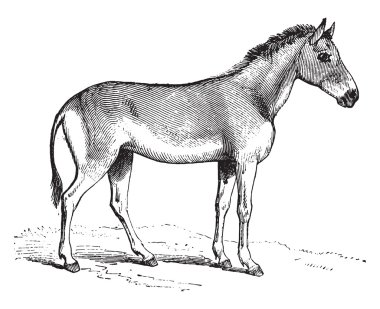 Hemippe, vintage gravür.