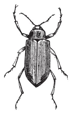 Kök solucanı, vintage gravür.