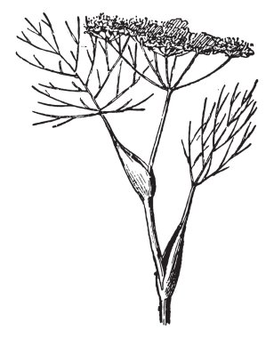 Dereotu, vintage gravür.