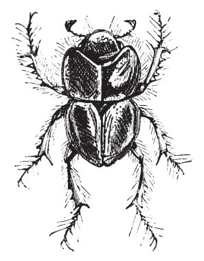 Lethrus, vintage gravür.