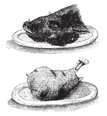 Hure domuz ve Knuckle, vintage gravür.